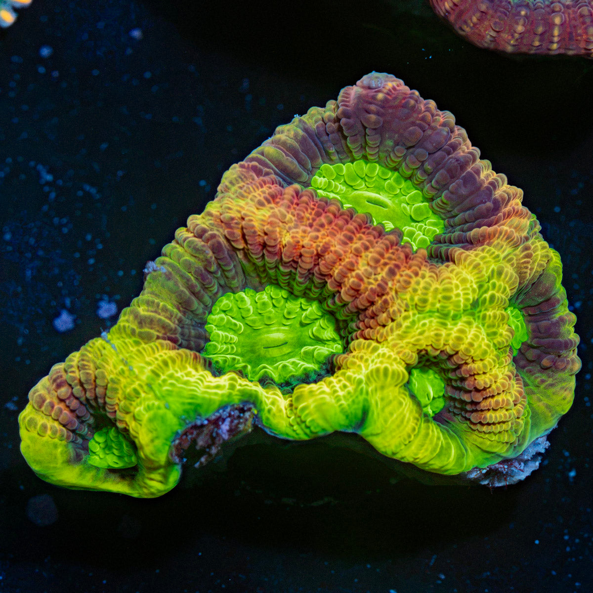 Dragon Soul Favia Coral with encrusting growth in reef aquarium