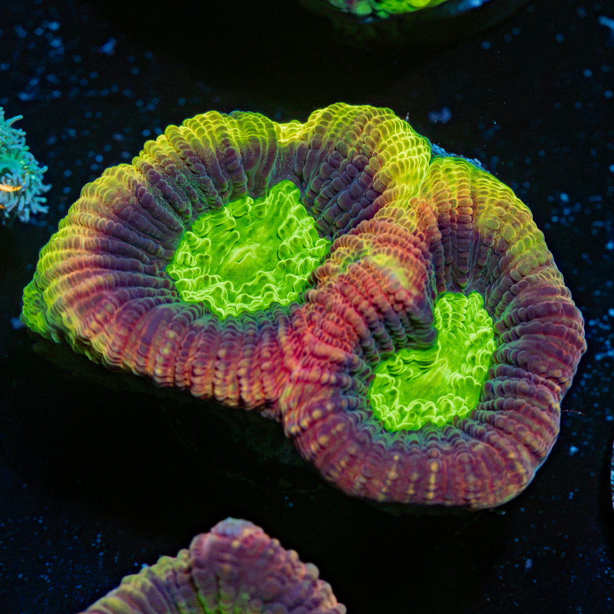 Dragon Soul Favia Coral with encrusting growth in reef aquarium