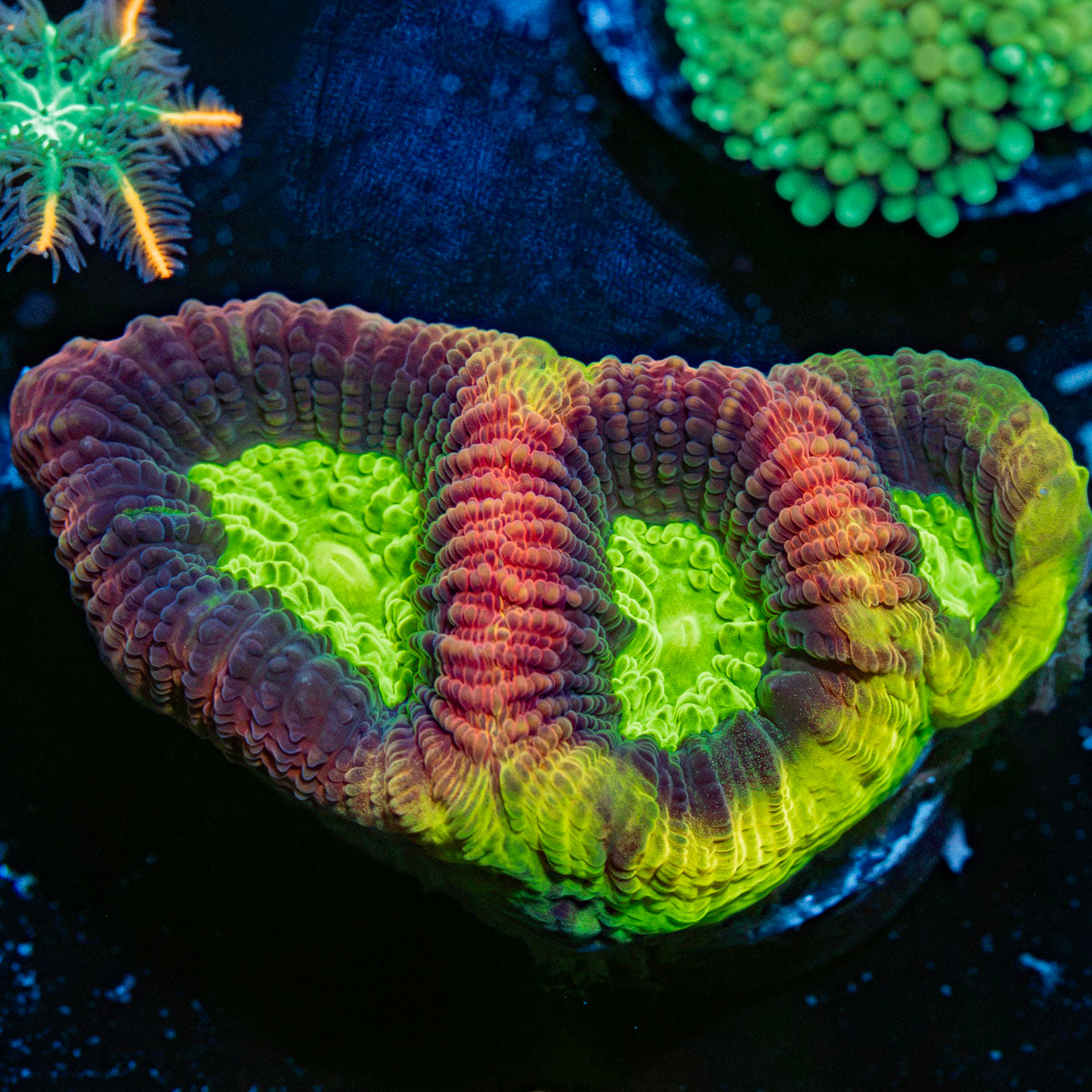 Dragon Soul Favia Coral with encrusting growth in reef aquarium
