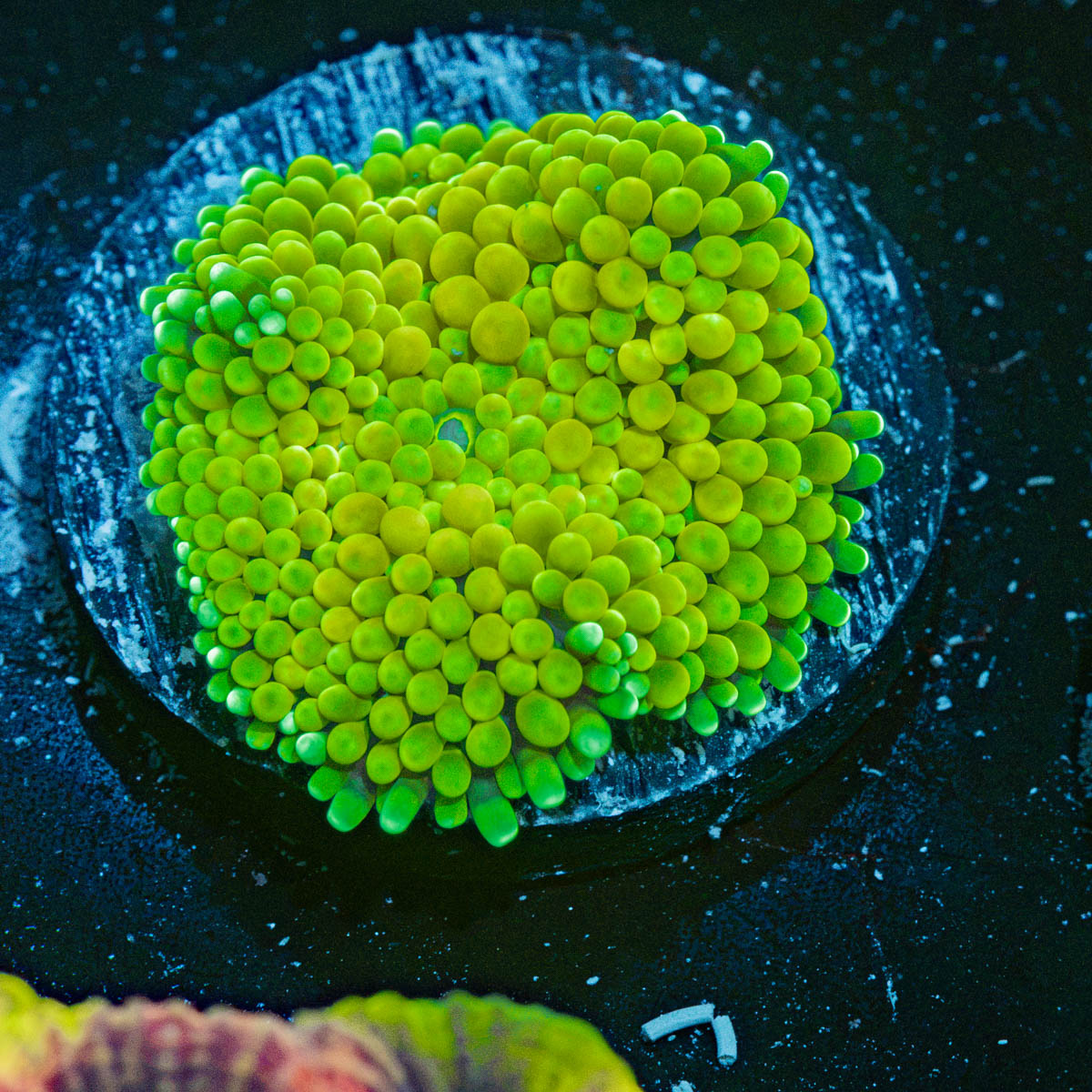 Green FL Ricordea Mushroom Coral with mushroom disc in reef aquarium