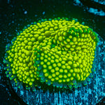 Green FL Ricordea Mushroom Coral with mushroom disc in reef aquarium