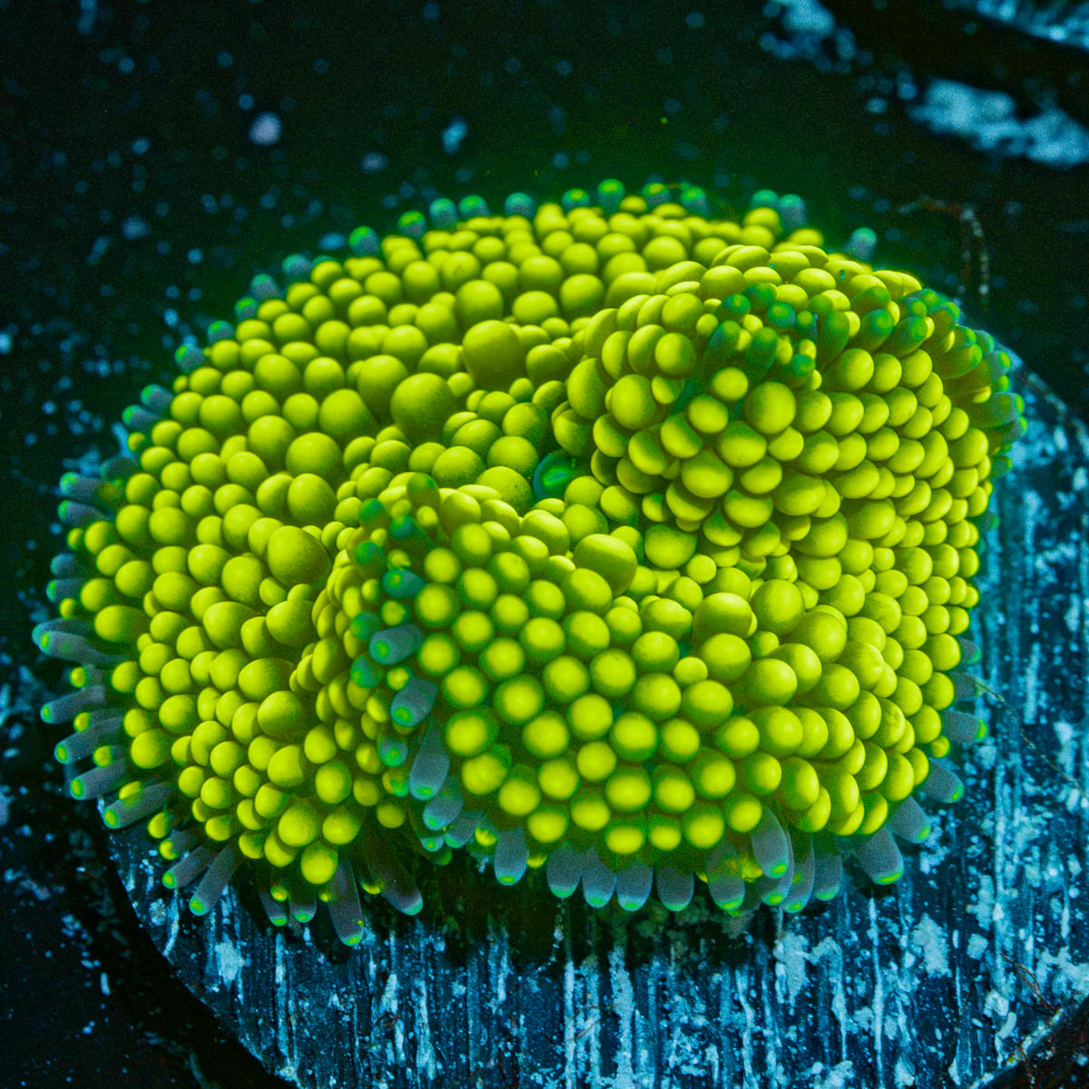 Green FL Ricordea Mushroom Coral with mushroom disc in reef aquarium