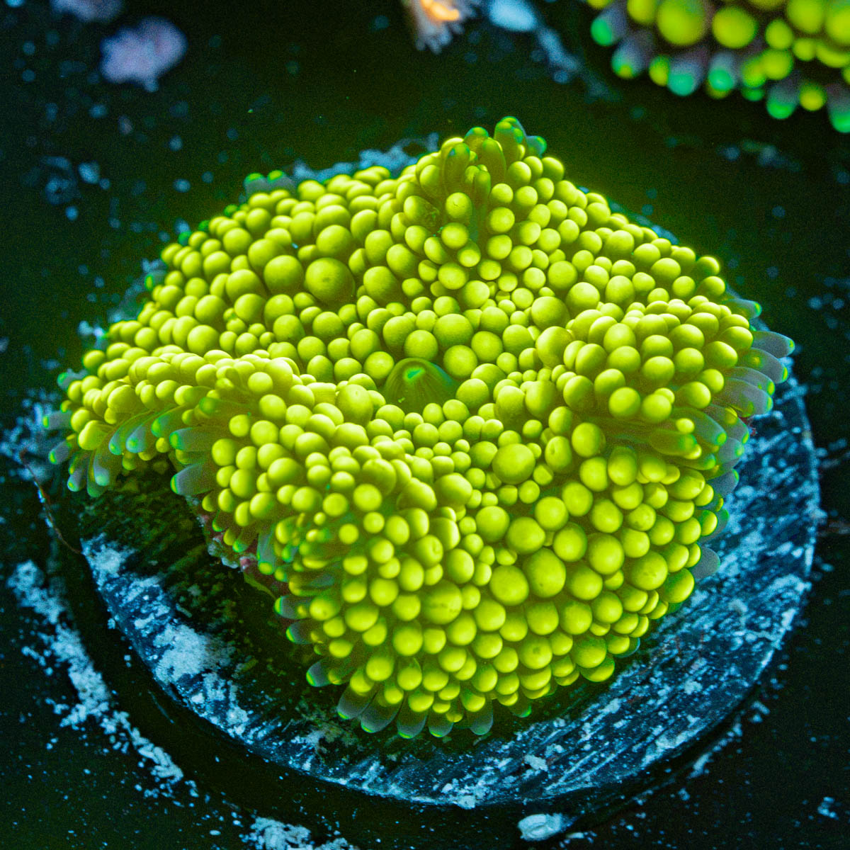 Green FL Ricordea Mushroom Coral with mushroom disc in reef aquarium