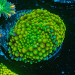 Green FL Ricordea Mushroom Coral with mushroom disc in reef aquarium