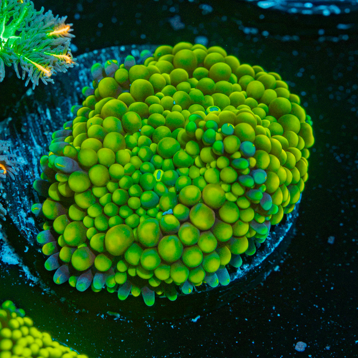 Green FL Ricordea Mushroom Coral with mushroom disc in reef aquarium