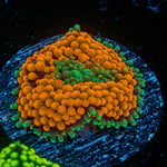 Orange FL Ricordea Mushroom Coral with mushroom disc in reef aquarium