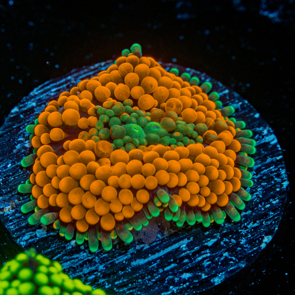 Orange FL Ricordea Mushroom Coral with mushroom disc in reef aquarium