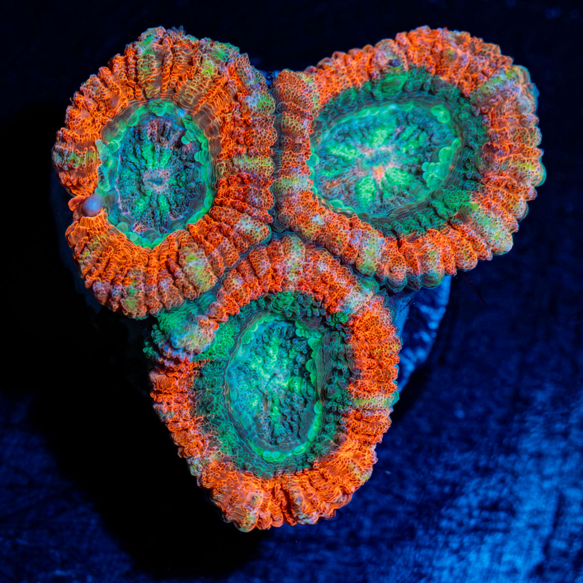 AquaMan Acan Coral with fleshy polyps in reef aquarium