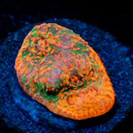 Juice Fruit Chalice Coral with encrusting growth in reef aquarium