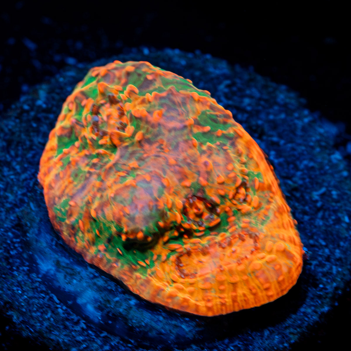 Juice Fruit Chalice Coral with encrusting growth in reef aquarium