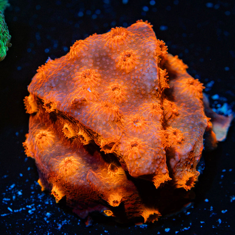 Red Brick Cyphastrea Coral with encrusting growth in reef aquarium