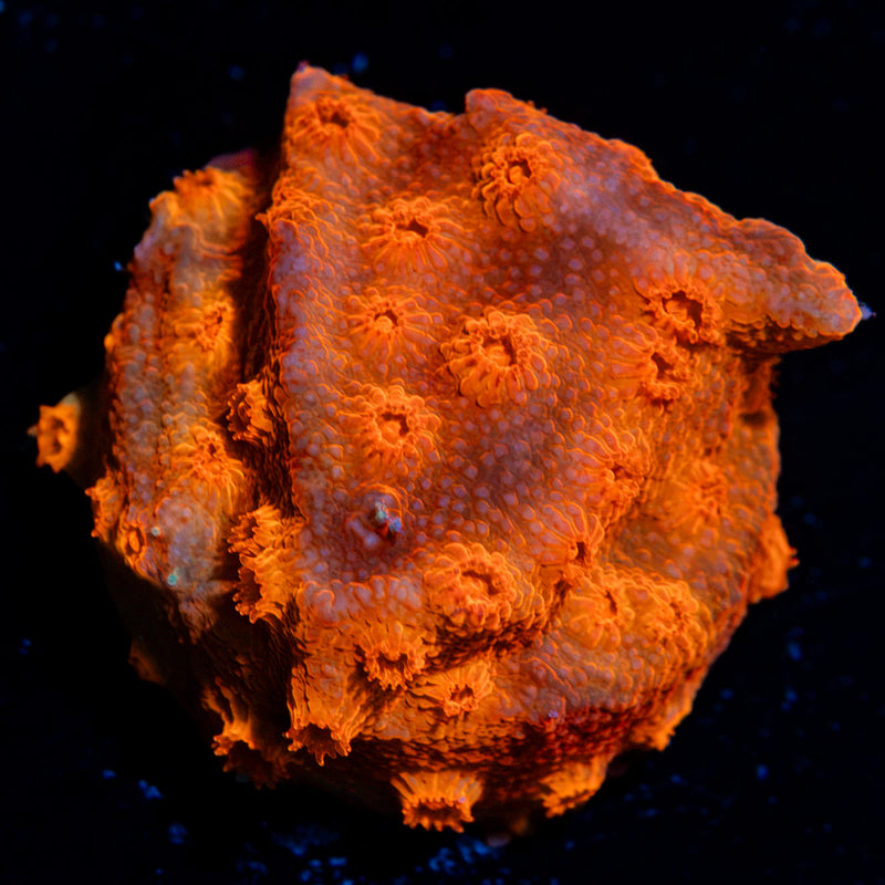 Red Brick Cyphastrea Coral with encrusting growth in reef aquarium