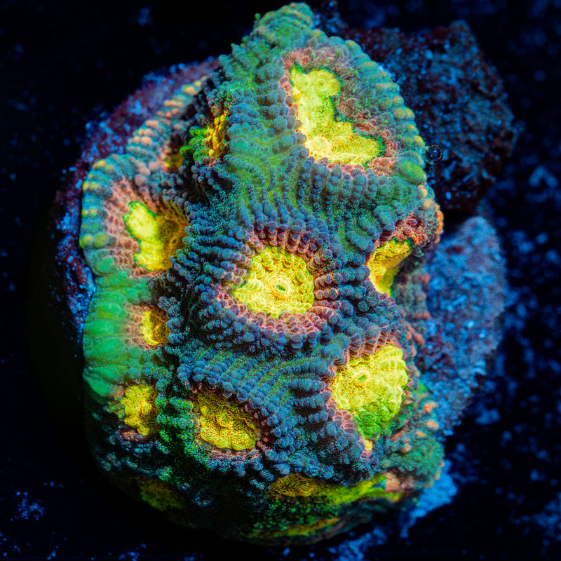 CB Angel Eye Favia Coral with encrusting growth in reef aquarium