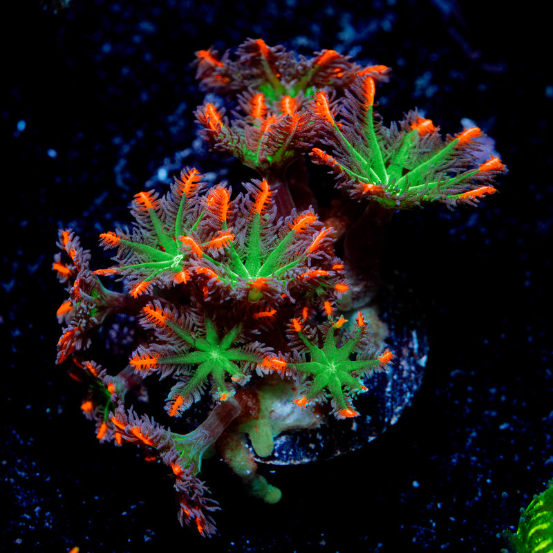ARC Firework Clove Polyps with colony growth in reef aquarium
