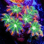 ARC Firework Clove Polyps with colony growth in reef aquarium