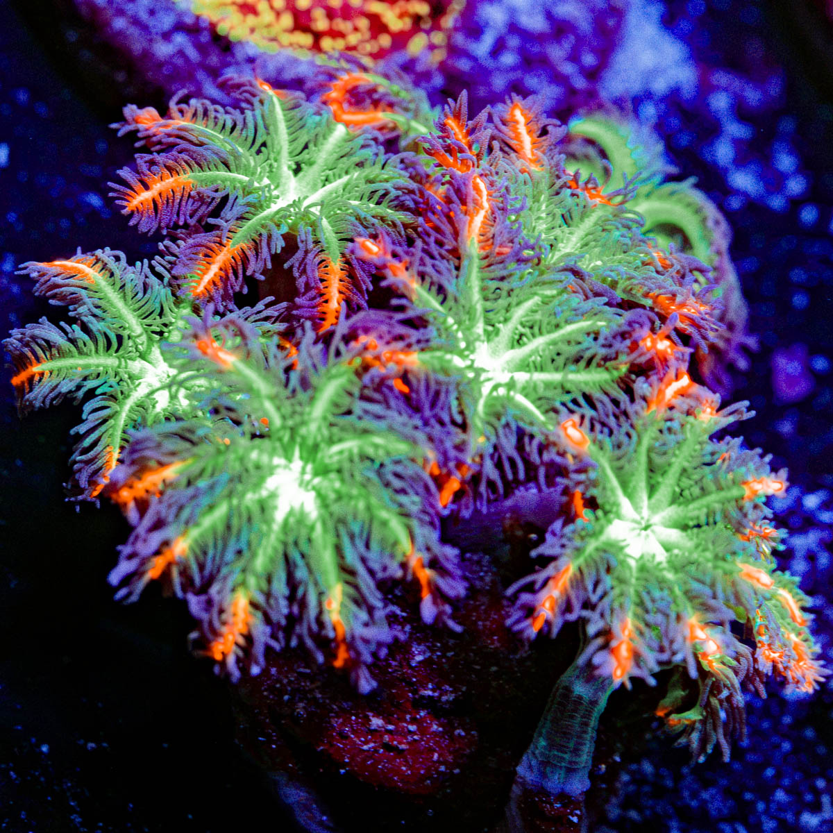 ARC Firework Clove Polyps with colony growth in reef aquarium