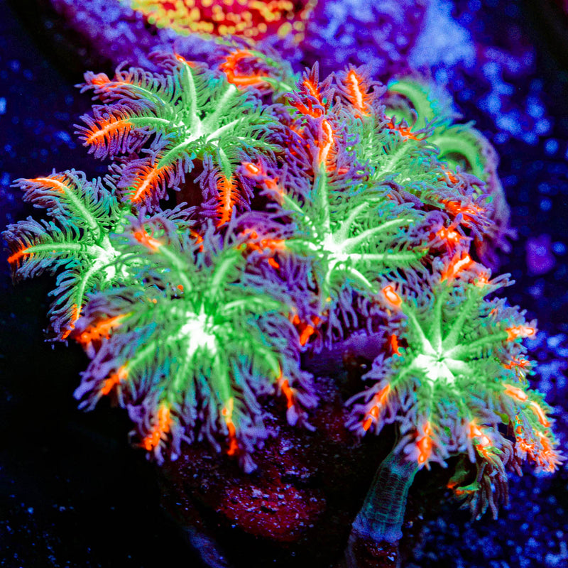 ARC Firework Clove Polyps with colony growth in reef aquarium