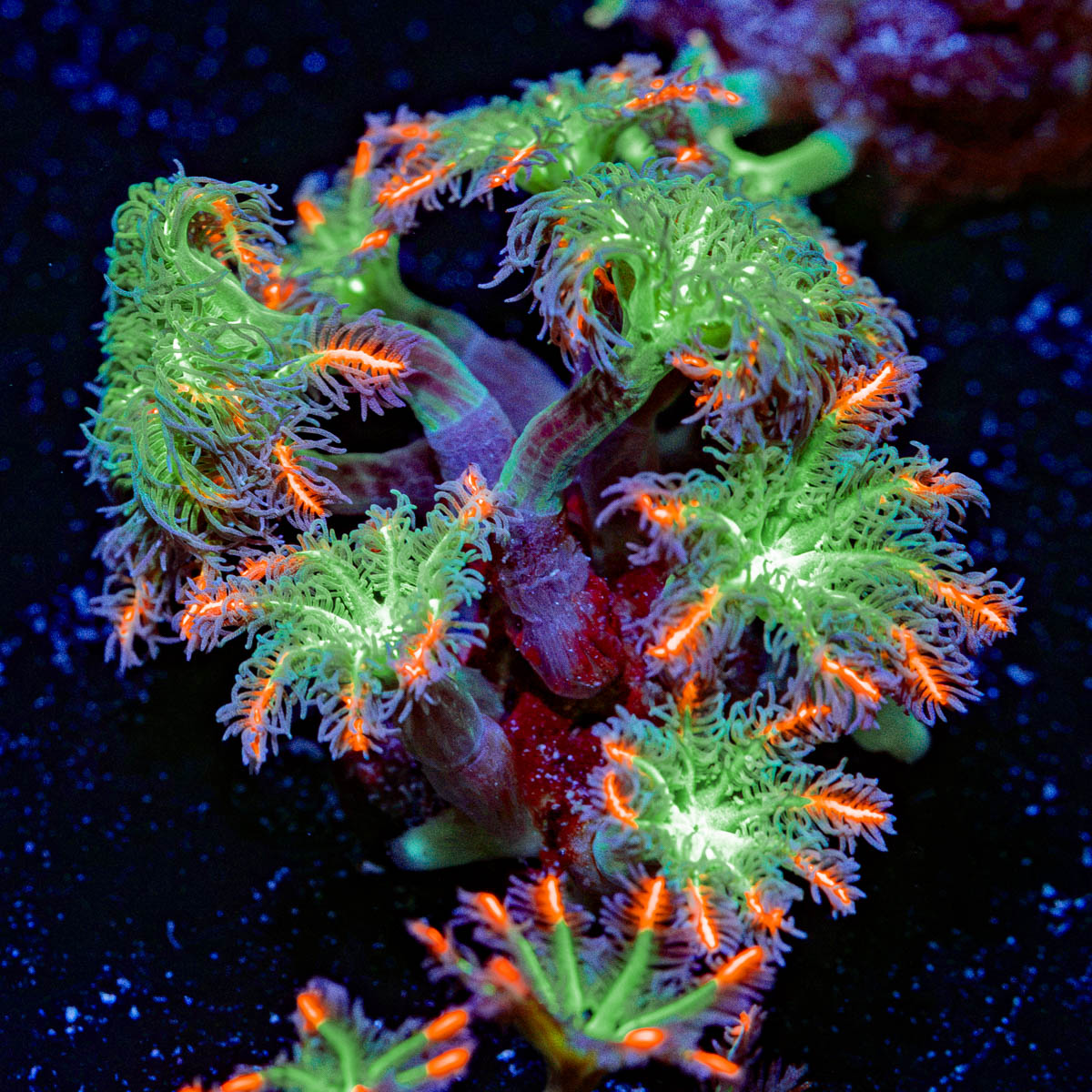 ARC Firework Clove Polyps with colony growth in reef aquarium