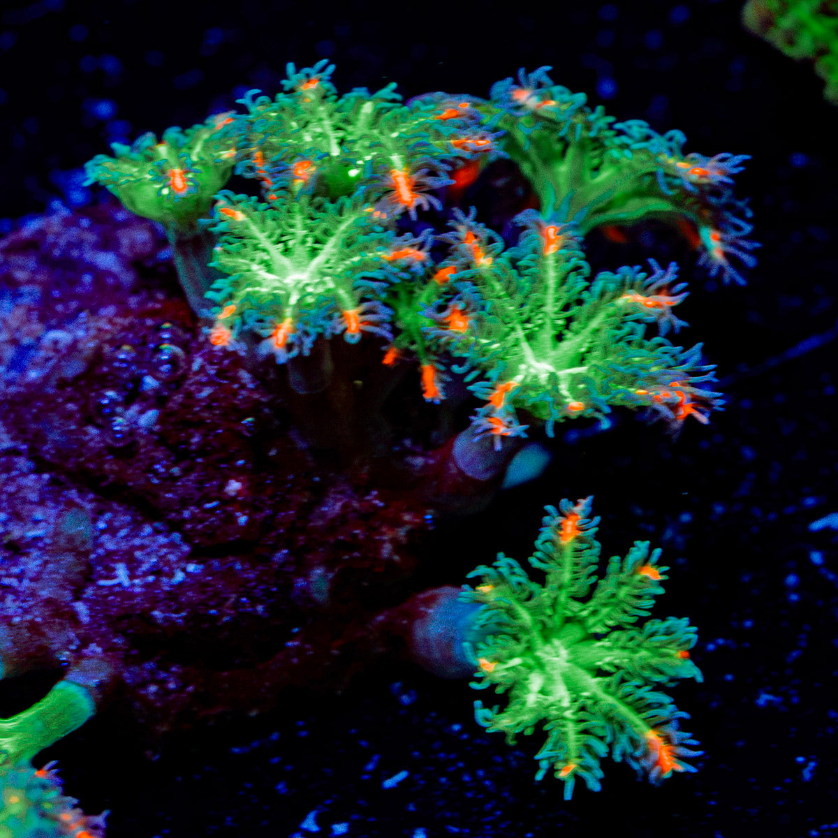 ARC Firework Clove Polyps with colony growth in reef aquarium