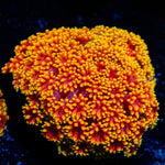 Rainbow Barnardapora Coral with flower-like polyps in reef aquarium