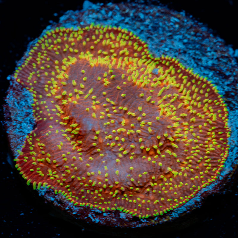 Freak Hair Lithio Coral with encrusting growth in reef aquarium