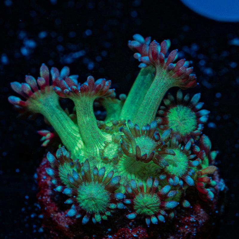 Bubble Toes Goniopora Coral with flower-like polyps in reef aquarium