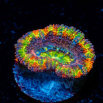Clown Shoes Rainbow Acan Coral with fleshy polyps in reef aquarium