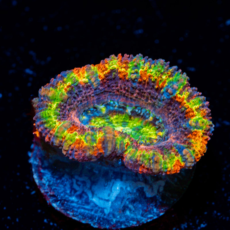 Clown Shoes Rainbow Acan Coral with fleshy polyps in reef aquarium