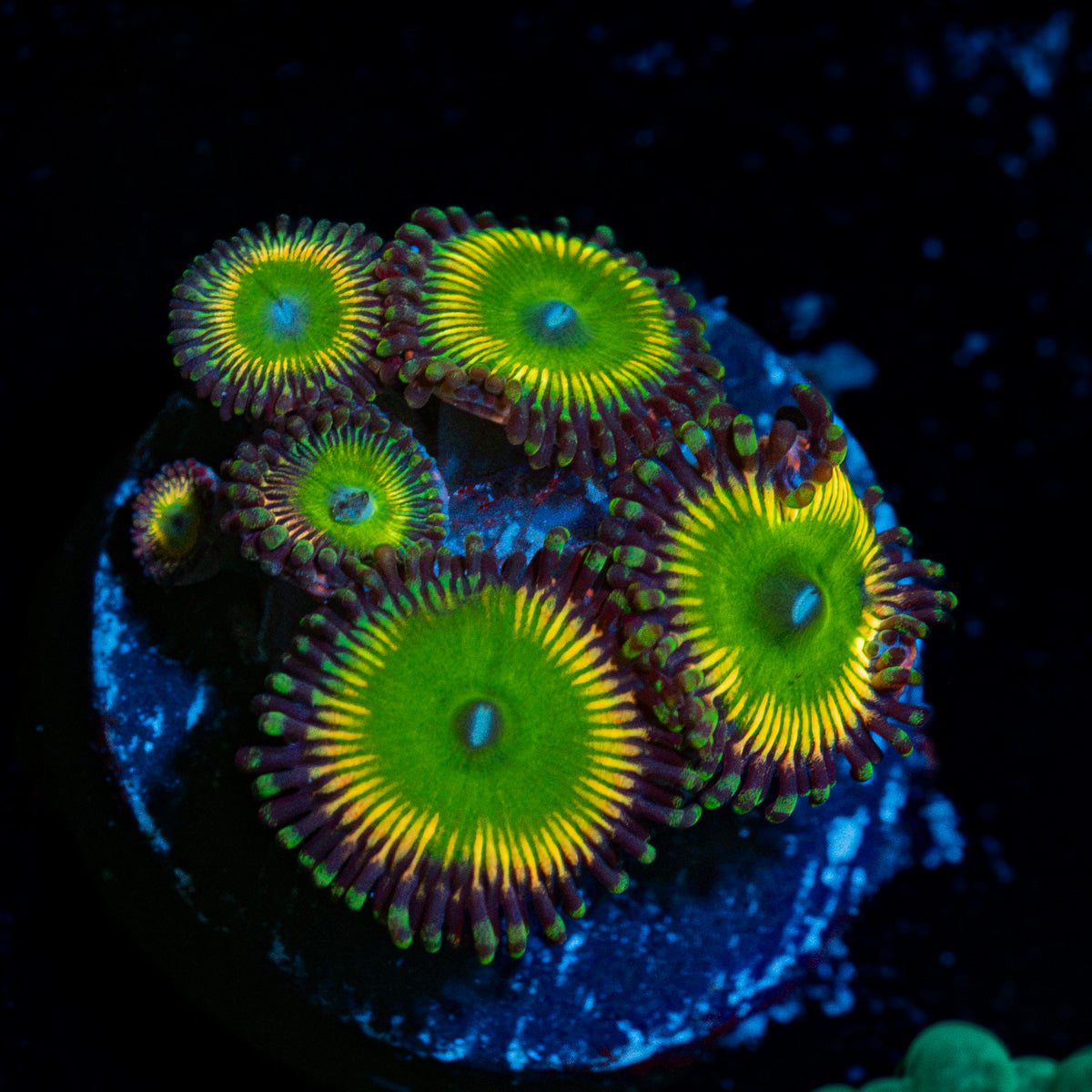 Peach Tea Zoanthid Coral colony growth in reef aquarium