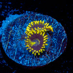 Blue Jay Zoanthid Coral colony growth in reef aquarium