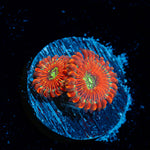 Dark Magicians Zoanthid Coral with colony growth in reef aquarium
