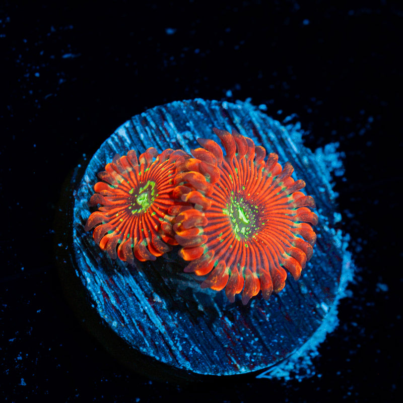 Dark Magicians Zoanthid Coral with colony growth in reef aquarium