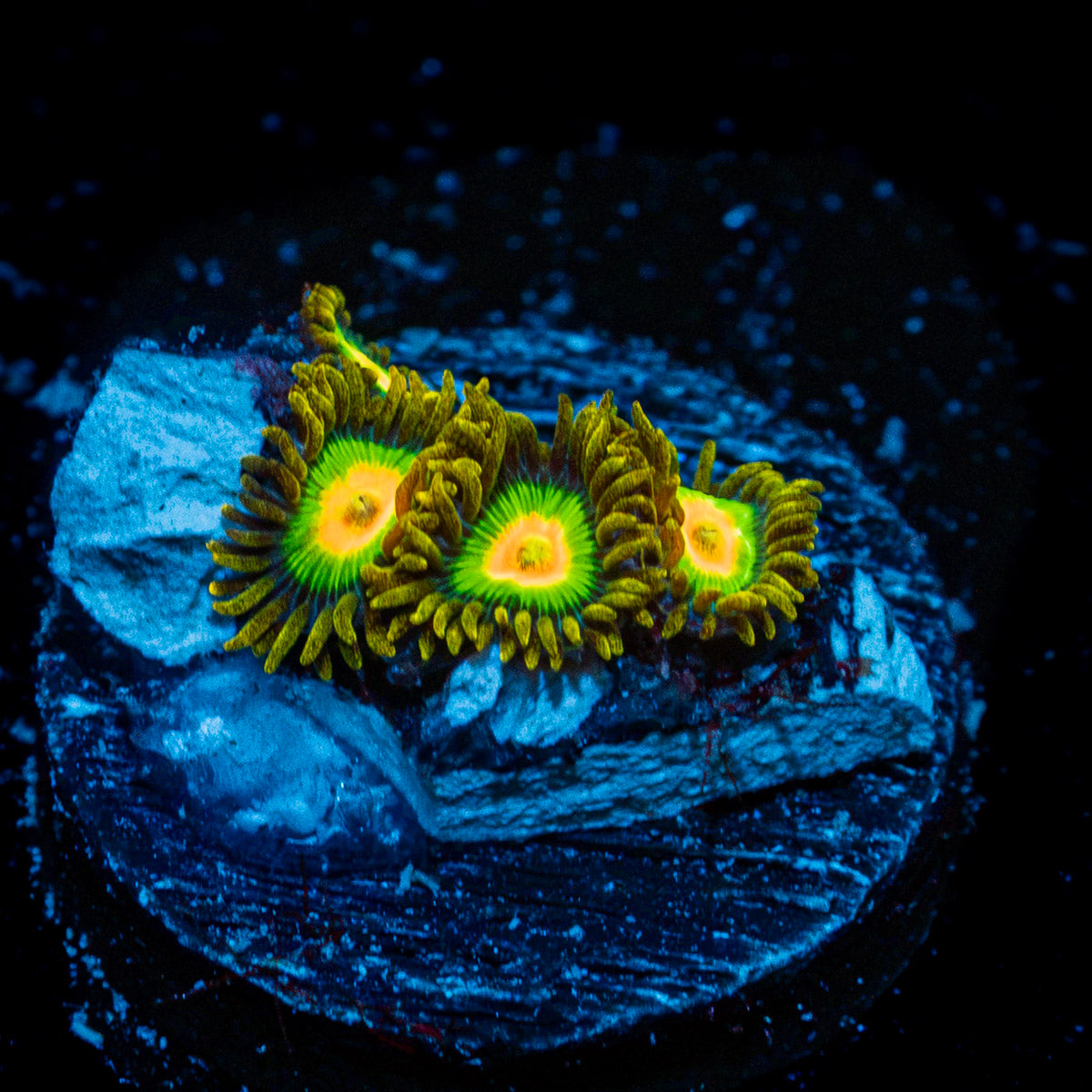 Rasta Zoanthid Coral with colony growth in reef aquarium