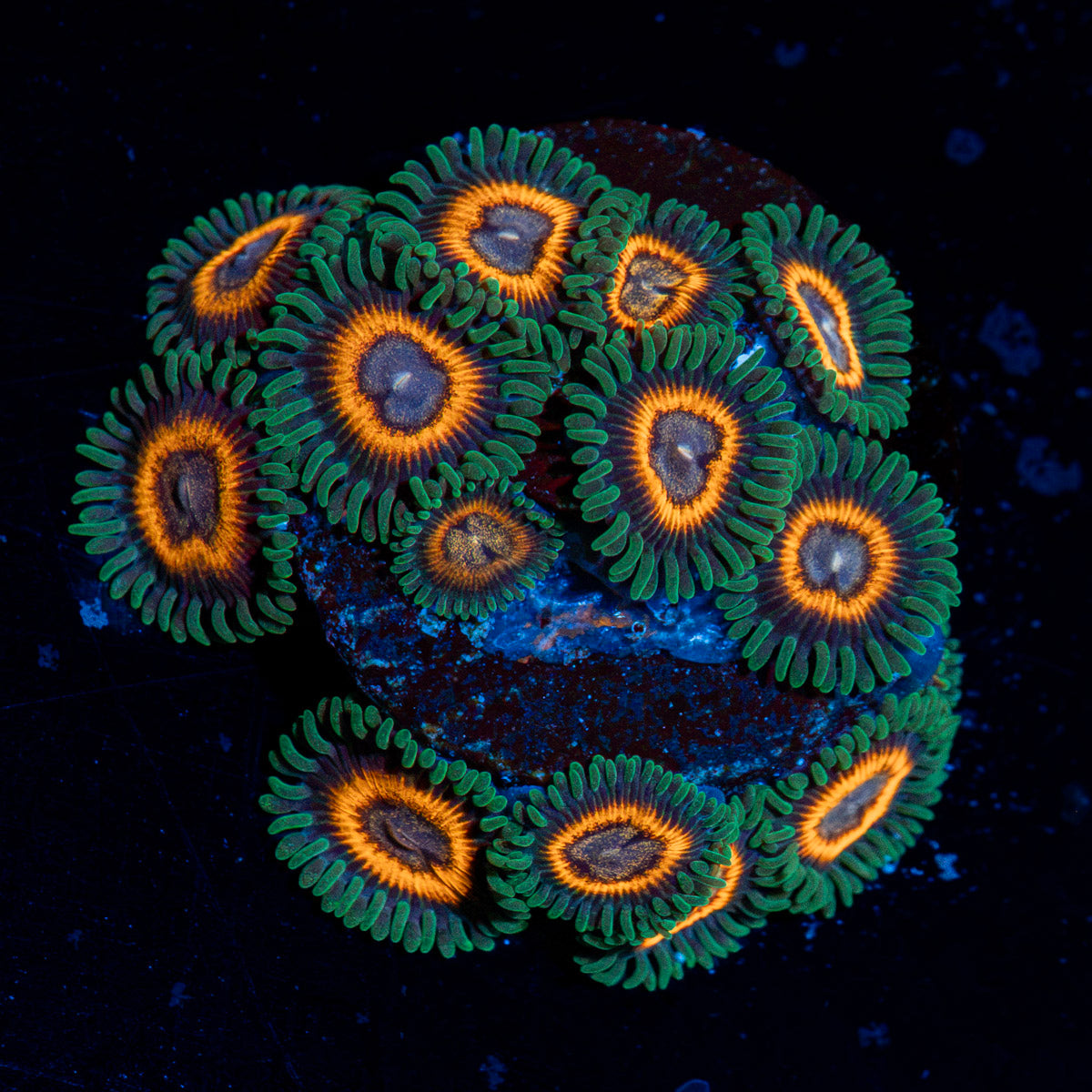 Fairy Tales Zoanthid Coral with colony growth in reef aquarium