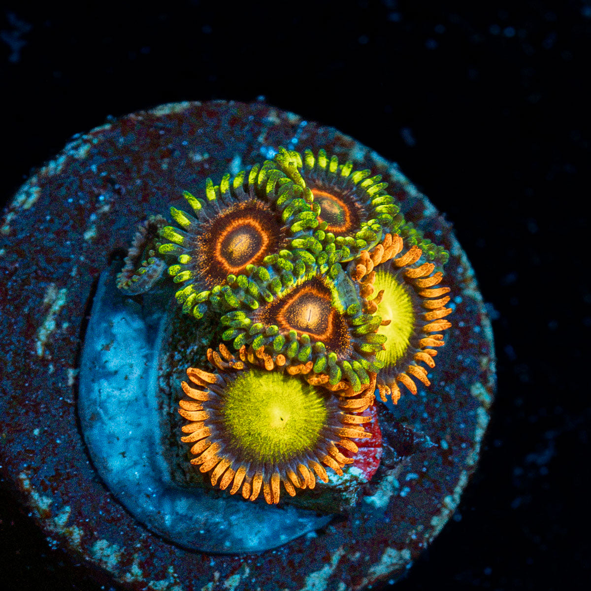 Jawbreaker Hornet Zoanthid Coral with colony growth in reef aquarium
