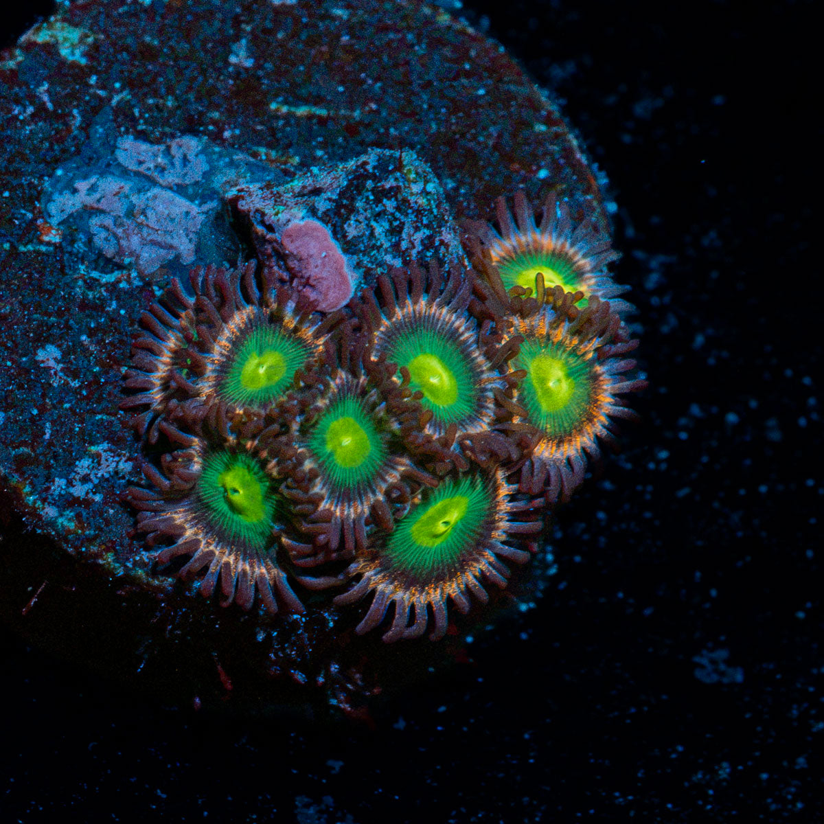 Green Lantern Zoanthid Coral with colony growth in reef aquarium