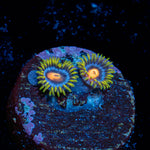 Blow Pop Zoanthid Coral colony growth in reef aquarium