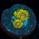 Kamikaze Zoanthid Coral with colony growth in reef aquarium