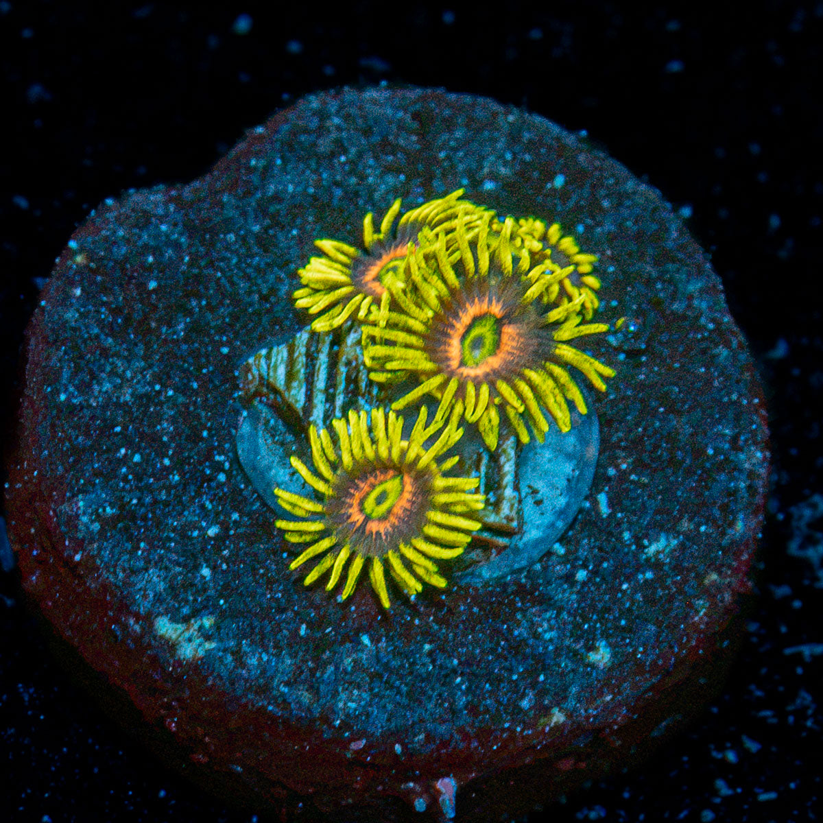 Kamikaze Zoanthid Coral with colony growth in reef aquarium