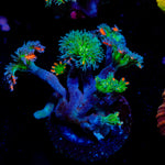 ARC Fireworks Clove Polyps with colony growth in reef aquarium