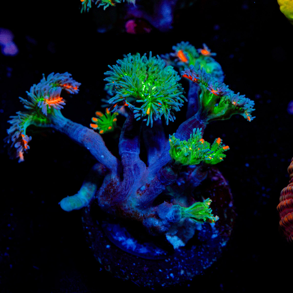 ARC Fireworks Clove Polyps with colony growth in reef aquarium