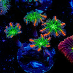 ARC Fireworks Clove Polyps with colony growth in reef aquarium