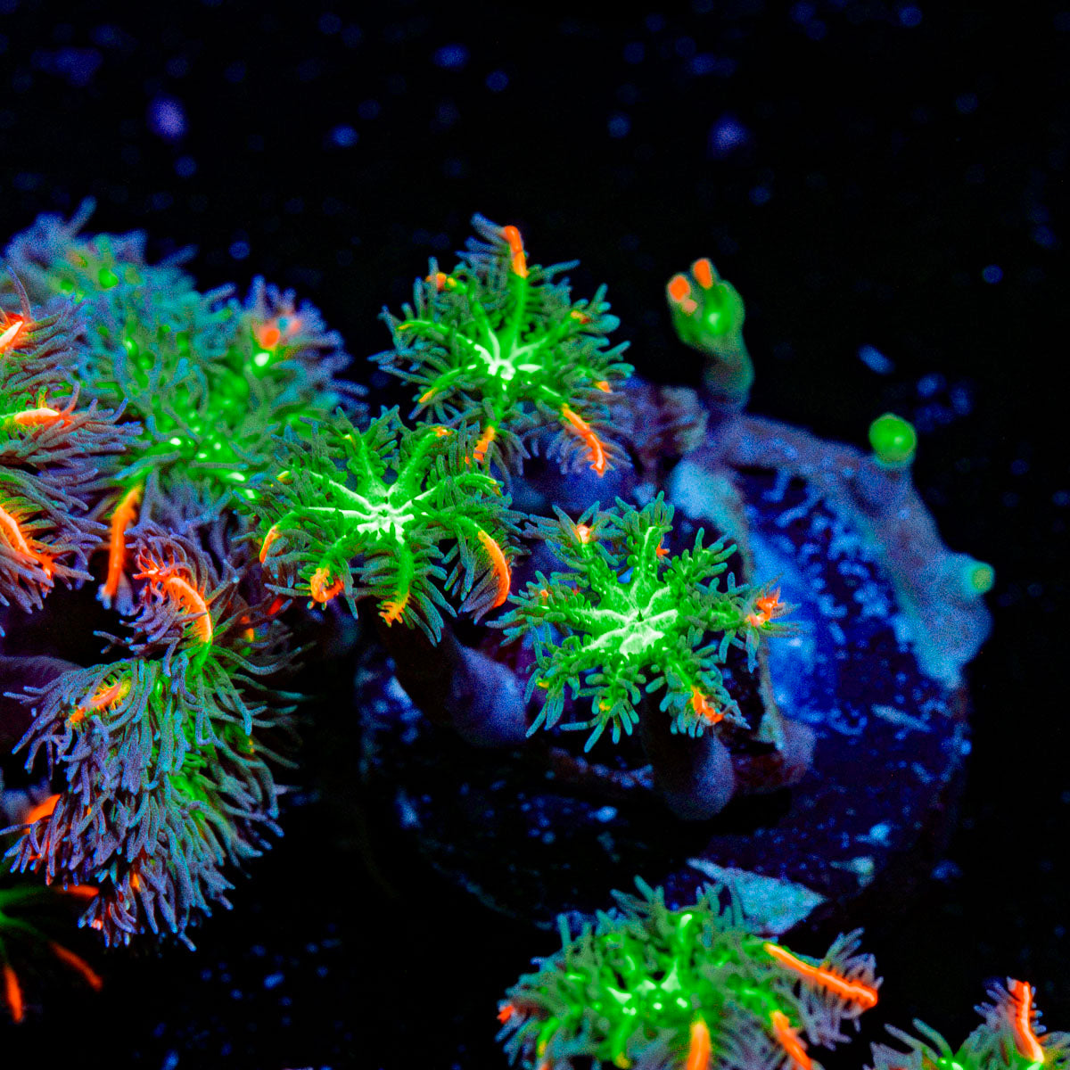 ARC Fireworks Clove Polyps with colony growth in reef aquarium