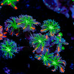 ARC Fireworks Clove Polyps with colony growth in reef aquarium
