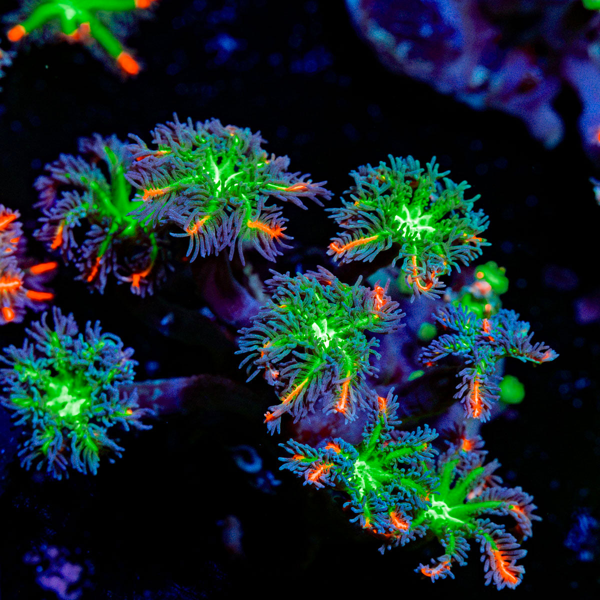 ARC Fireworks Clove Polyps with colony growth in reef aquarium