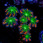 ARC Fireworks Clove Polyps showcasing colony growth in reef aquarium