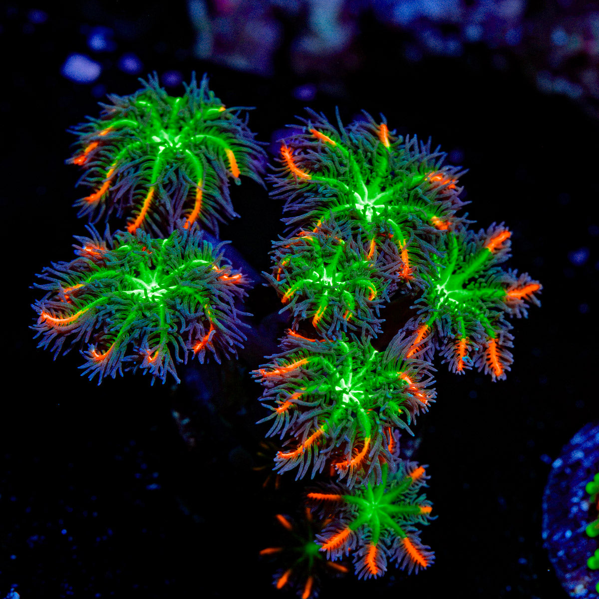 ARC Fireworks Clove Polyps showcasing colony growth in reef aquarium