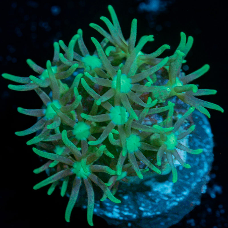 Teal Star Polyps Coral colony growth in reef aquarium
