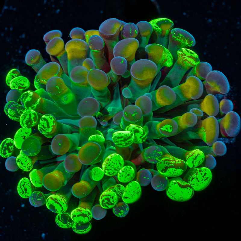 Sick And Twisted Hammer Euphyllia coral with branching fleshy heads in reef aquarium