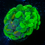 Sick And Twisted Hammer Euphyllia coral with branching fleshy heads in reef aquarium